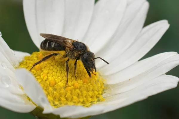 Detailed Closeup Furrow Bee Lasiolgossum Zonulum Sitting White Yellow Flower — Stock Photo, Image