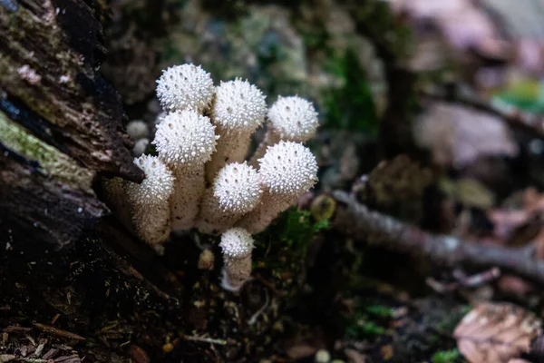 Bir Ağacın Yosunlu Gövdesinde Beyaz Tütsülenmiş Topların Lycoperdon Perlatum Makro — Stok fotoğraf