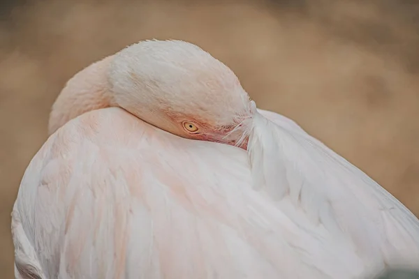 Фото Американського Фламінго American Flamingo Phoenicopterus Ruber Caribbean Flamingo Large — стокове фото