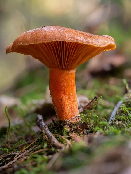 Een Frisse Heldere Oranje Lactarius Deterrimus Paddestoel — Stockfoto