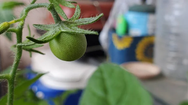 Ένα Κοντινό Πλάνο Ενός Φυτού Τομάτας Στο Θολό Φόντο — Φωτογραφία Αρχείου