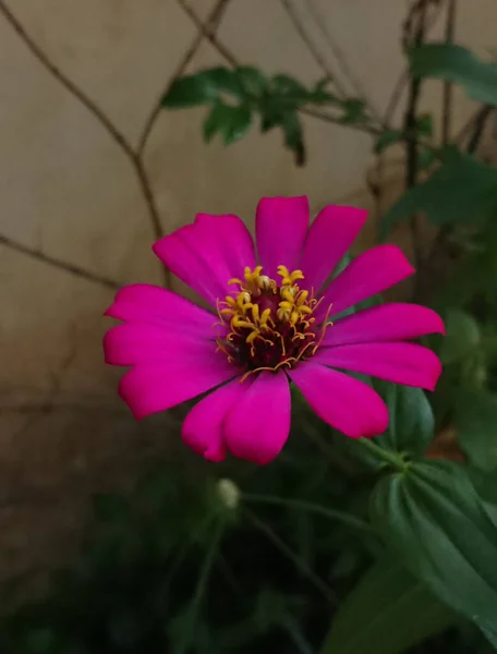 Eine Vertikale Nahaufnahme Einer Blühenden Rosa Zinnia Blume — Stockfoto