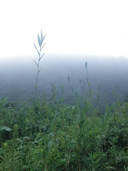 Вертикальный Снимок Красивых Зеленых Растений Холме Туманный День — стоковое фото