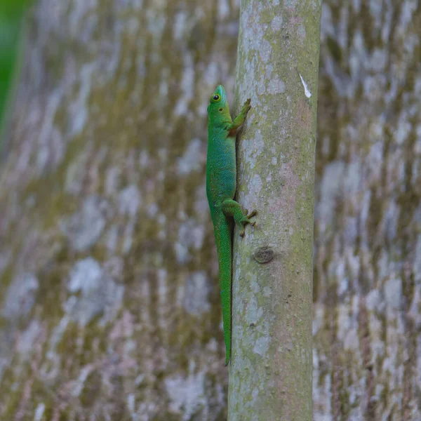 Tiro Foco Seletivo Seychelles Gecko Verde Phelsuma Astriata — Fotografia de Stock