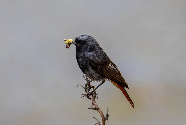 Close Phoenicurus Ochruros Bird Branch Worms Its Beak Nature Wild — Stock Photo, Image