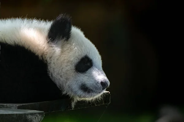 Dev Bir Panda Şirin Bir Bebek Panda Kestiriyor Kafasının Portresi — Stok fotoğraf