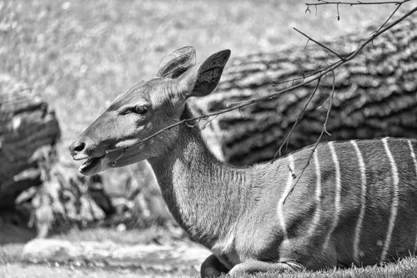 Graustufen Einer Schönen Kudu Antilope Auf Einem Feld Einem Sonnigen — Stockfoto