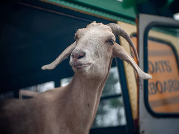 Cabras Comiendo Trabajando Alrededor Rhode Island Goatscaping Claro Lan — Foto de Stock