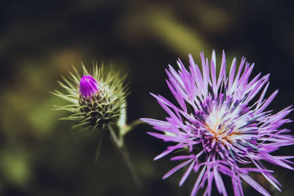A close-up shot of purple milk thistle flowers grown in the garden in spring