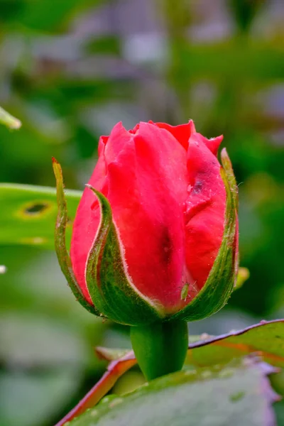 Ένα Όμορφο Κοντινό Πλάνο Ενός Κόκκινου Τριαντάφυλλου Που Ανθίζει — Φωτογραφία Αρχείου