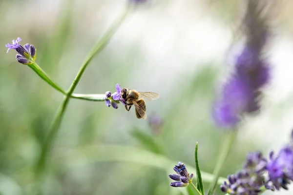 Primer Plano Abejorro Recogiendo Néctar Tallo Lavanda Fondo Borroso —  Fotos de Stock