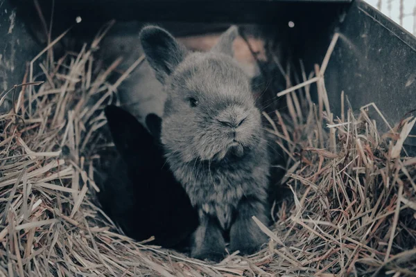 Очаровательный Серый Кролик Сухой Траве — стоковое фото