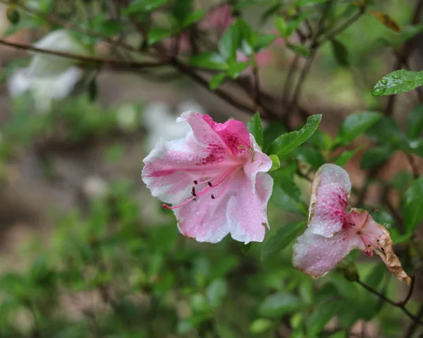 Gros Plan Fleurs Azalée Poussant Dans Jardin Sur Fond Flou — Photo