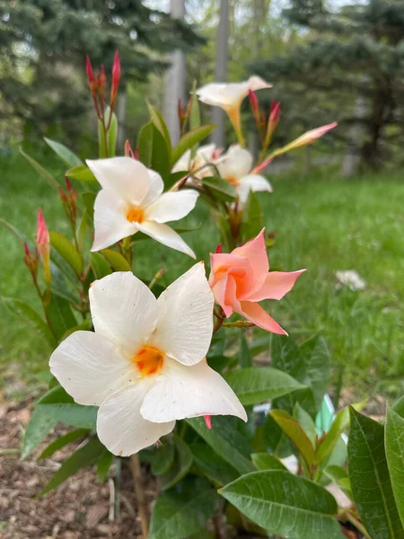 Plan Vertical Fleurs Mandevilla Poussant Dans Jardin — Photo