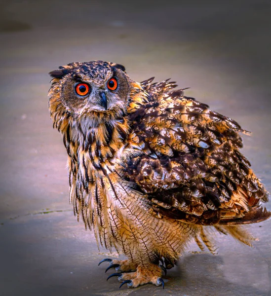 A closeup shot of a Eurasian eagle-owl looking into the camera