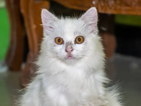 撮影中にカメラの前で白い毛むくじゃらの猫のクローズアップショット — ストック写真