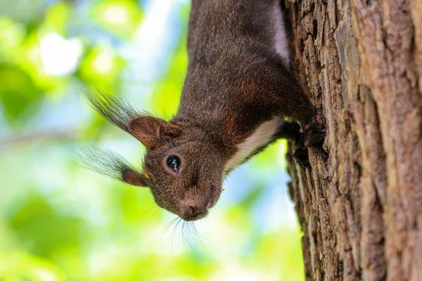 Sciurus Vulgaris Orientis Ağaçtaki Güzel Bir Resmi — Stok fotoğraf