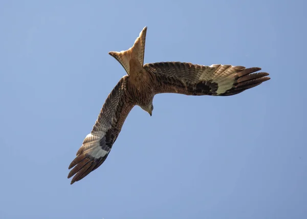 蓝天中一只大鹰在蓝天中飞翔的低角镜头 — 图库照片