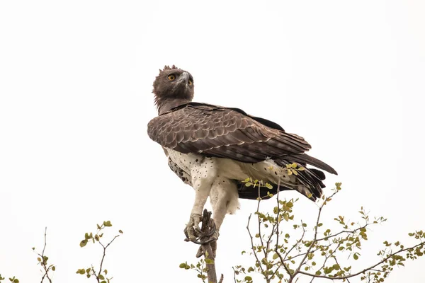 Primer Plano Del Águila Marcial Polemaetus Bellicosus Encaramado Rama Contra —  Fotos de Stock