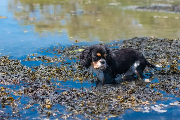 Dog Cavalier King Charles Cute Puppy Bathing Sea Reflection Water — Stock Photo, Image