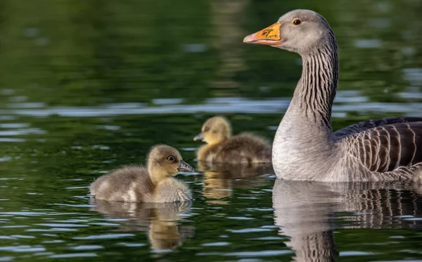 Närbild Gås Med Sina Brudar Dammen — Stockfoto