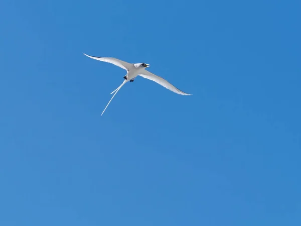 Primo Piano Uccello Tropicale Dalla Coda Bianca Contro Cielo Blu — Foto Stock