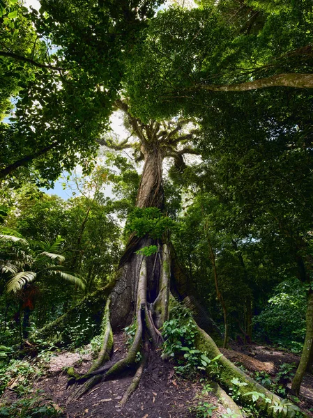 Ceibo Árvore Gigante Selva Costa Rica Fortuna Vulcão Arena — Fotografia de Stock