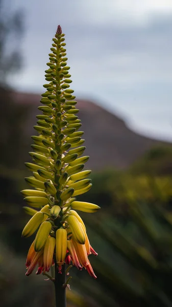 Plano Vertical Una Flor Amarilla Aloe Vera Sobre Fondo Borroso —  Fotos de Stock
