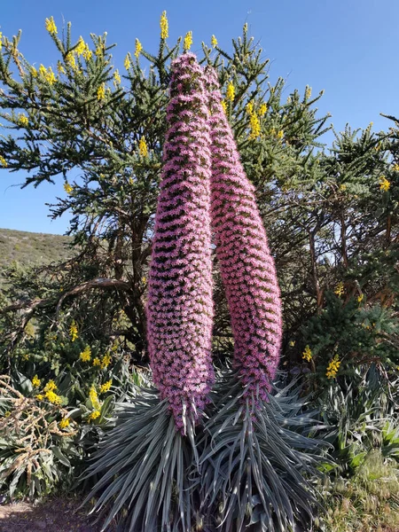 Vertical Shot Echium Wildpretii Plant Roque Los Muchachos Palma Island — Stock Photo, Image