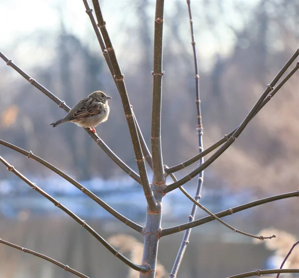 Beautiful Shot Eurasian Tree Sparrow Standing Tree — Stock Photo, Image