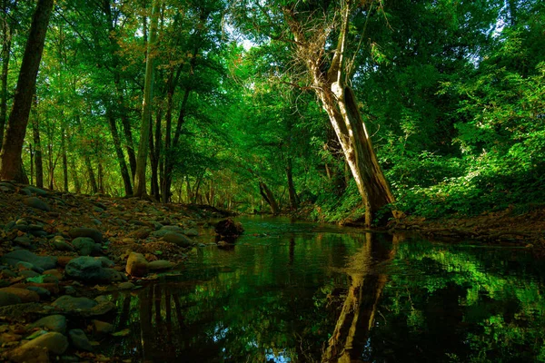 Okouzlující Pohled Zelené Stromy Odrazem Řece Lese — Stock fotografie