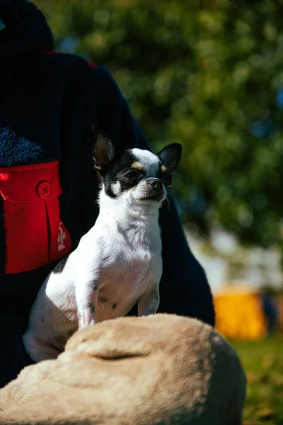 Eine Vertikale Aufnahme Von Chihuahua Park Einem Sonnigen Tag — Stockfoto