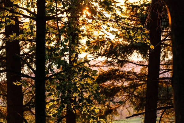 Luz Solar Que Penetra Através Das Árvores Floresta Vaud Suíça — Fotografia de Stock