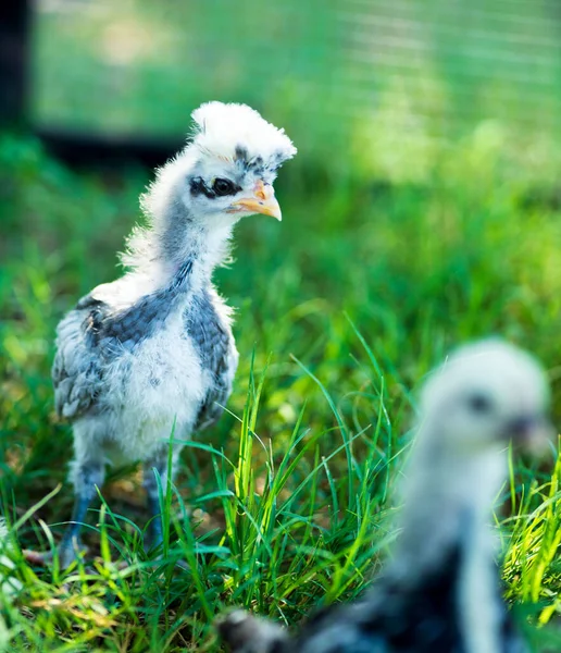 Ein Hühnerbaby Gras Auf Einem Bauernhof Vor Verschwommenem Hintergrund — Stockfoto