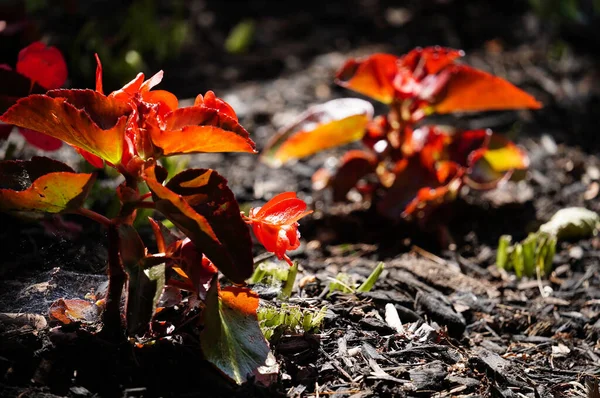 Closeup Shot Bright Red Acalypha Wilkesiana Leaves Garden Sunlight — Stock Photo, Image