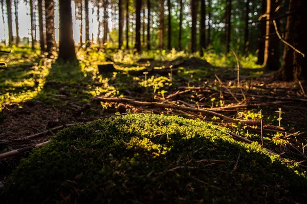 Ein Malerischer Blick Auf Einen Wald Mit Frischem Gras Und — Stockfoto