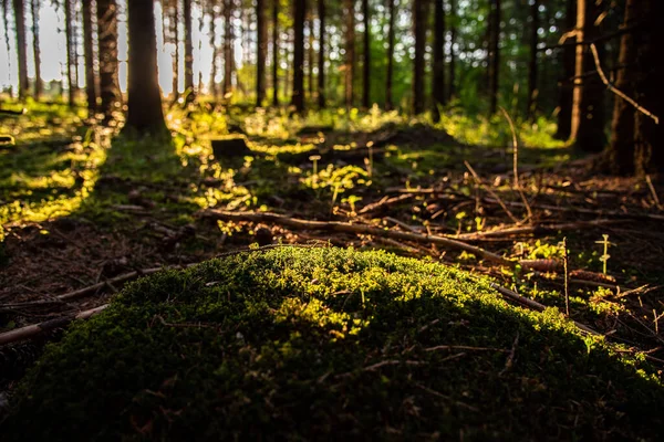 Uma Vista Panorâmica Uma Floresta Com Grama Fresca Galhos Madeira — Fotografia de Stock