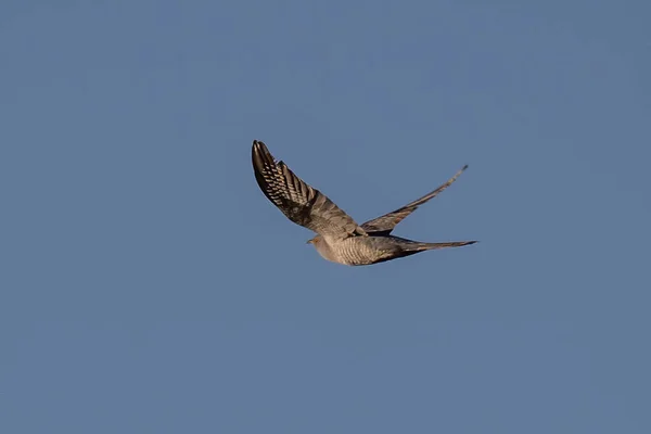 Een Lage Hoek Opname Van Een Grote Havik Vliegend Een — Stockfoto