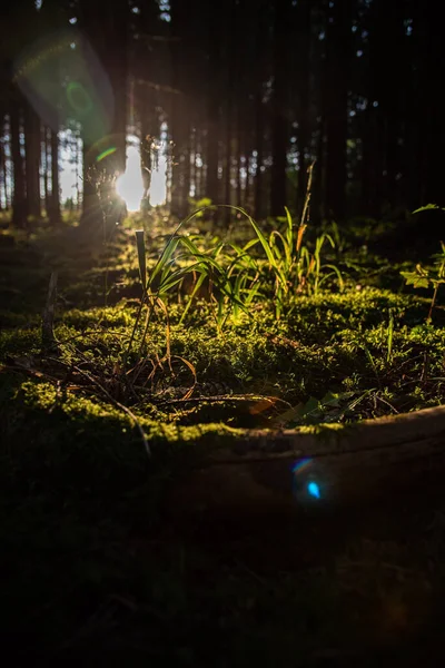 Eine Vertikale Aufnahme Von Gras Und Grünen Pflanzen Einem Wald — Stockfoto