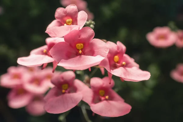 Primer Plano Hermosas Flores Rosadas Diascia Sobre Fondo Borroso —  Fotos de Stock