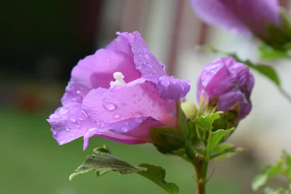 水滴覆盖的紫芙蓉花的特写镜头 — 图库照片