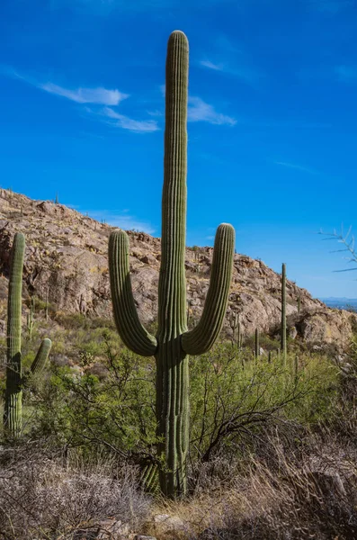 Vertical Shot Saguaro Cactus Carnegiea Gigantea National Park Arizona — Stock Photo, Image