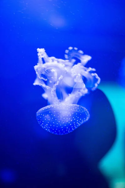 Vertical Closeup Beautiful Australian Spotted Jellyfish Phyllorhiza Punctata — Stock Photo, Image