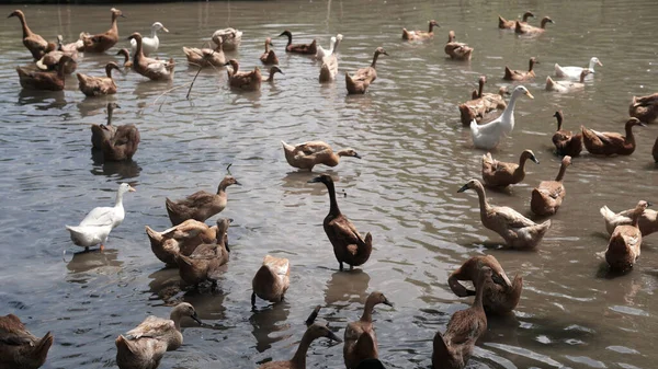 Tiro Ângulo Alto Rebanho Patos Marrons Gansos Rio Raso — Fotografia de Stock