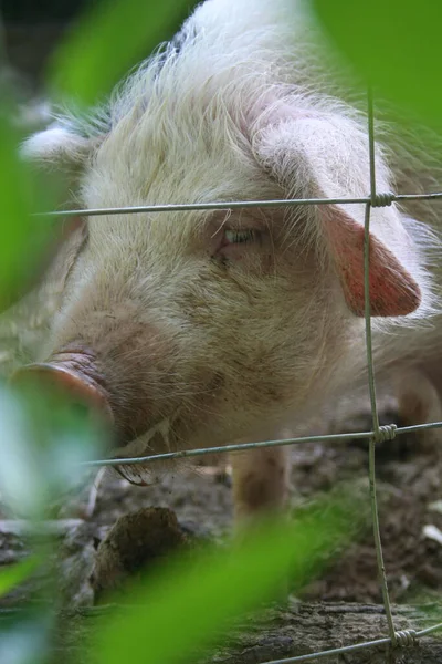 一只猪宝宝的垂直镜头 前边有一个爬着的藤蔓和栅栏 — 图库照片