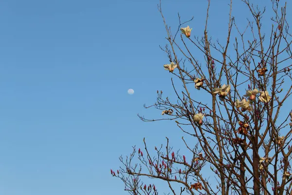 Krásný Záběr Větví Stromu Pozadí Modré Oblohy — Stock fotografie