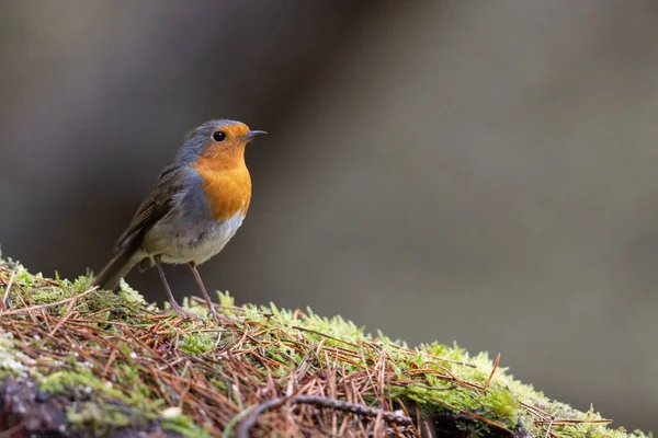 Yosun Tutmuş Bir Kayanın Üzerine Tünemiş Bir Robin Yakın Plan — Stok fotoğraf