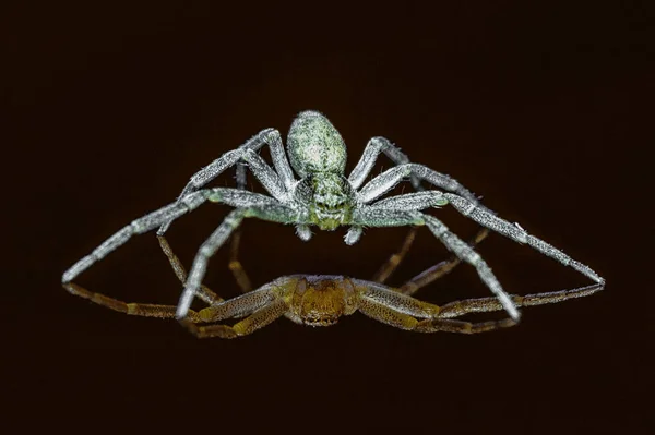 Primer Plano Una Araña Cangrejo Sobre Una Superficie Reflectante Negra — Foto de Stock