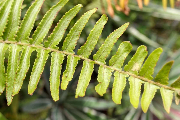 一个绿色蕨类植物分枝的特写镜头 — 图库照片