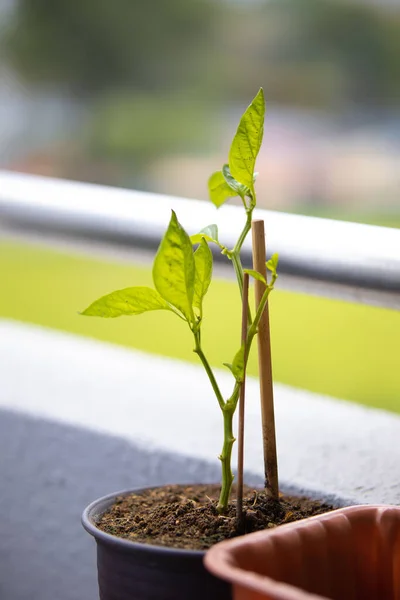 バルコニーの緑の鉢植えの垂直ショット — ストック写真